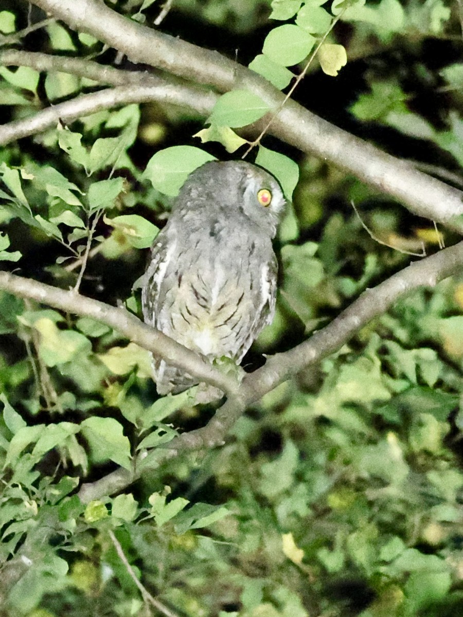 Arabian Scops-Owl - ML644576169