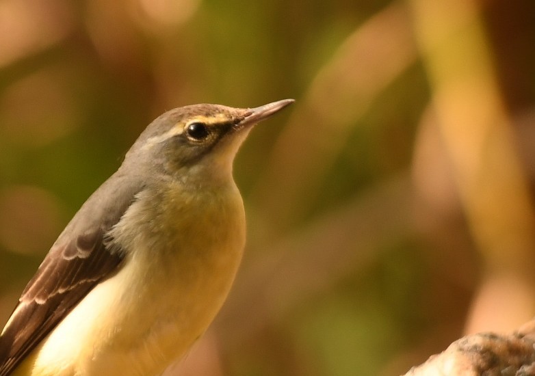 Gray Wagtail - ML644576175