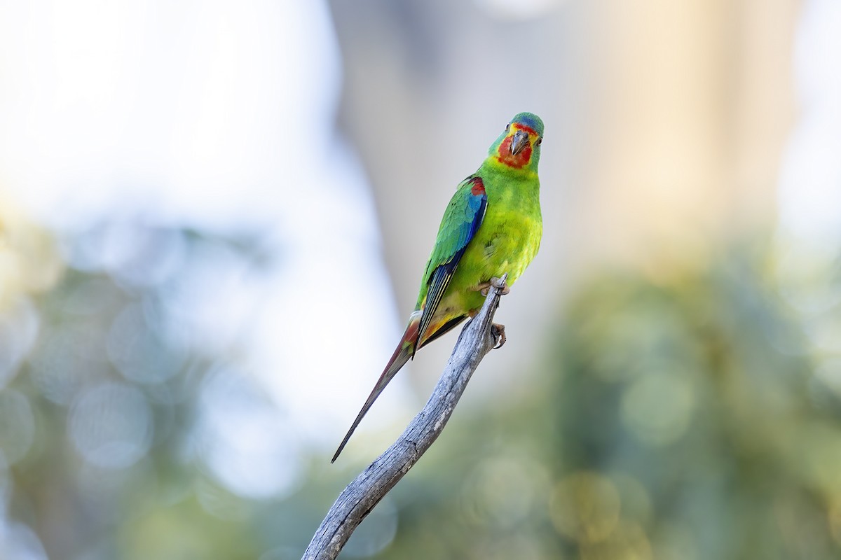 Swift Parrot - ML644576179