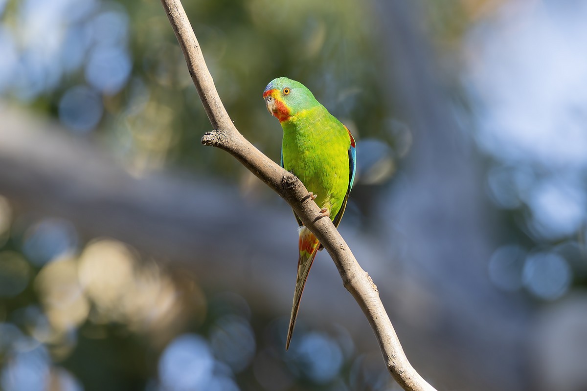 Swift Parrot - ML644576180