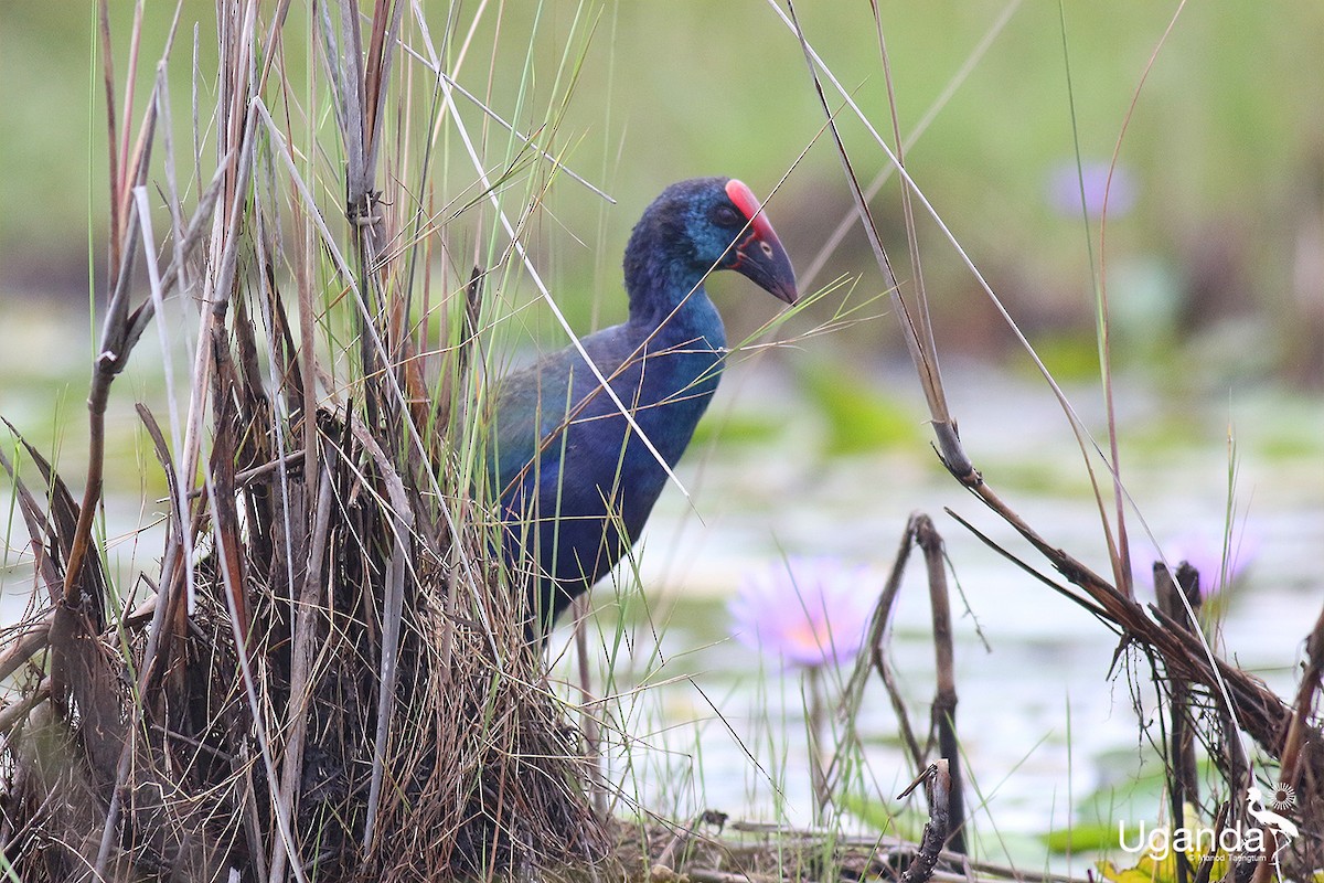 African Swamphen - ML644576184