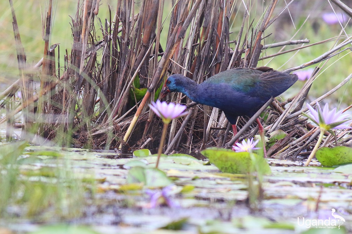 African Swamphen - ML644576185