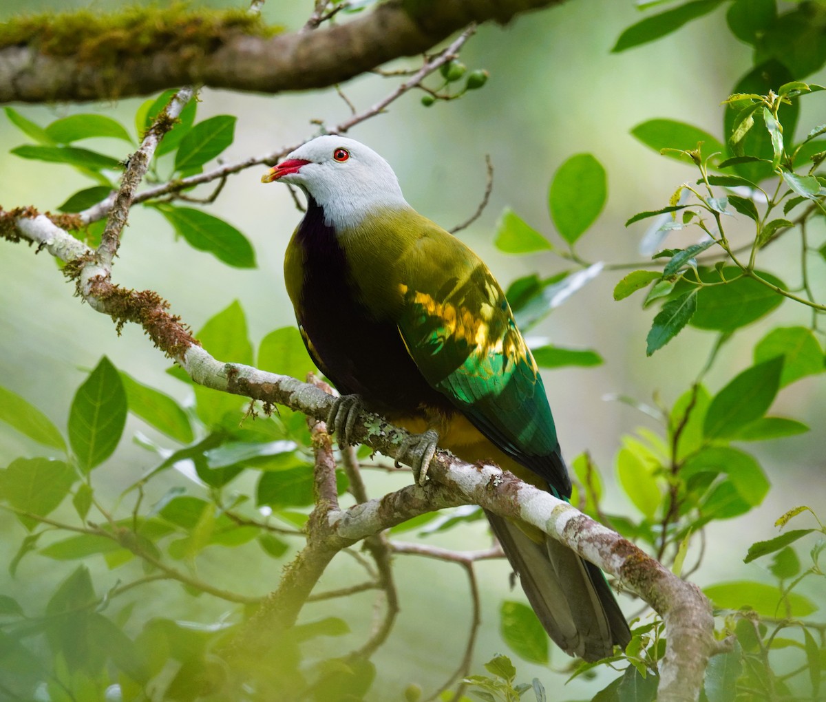 Wompoo Fruit-Dove - ML644576189