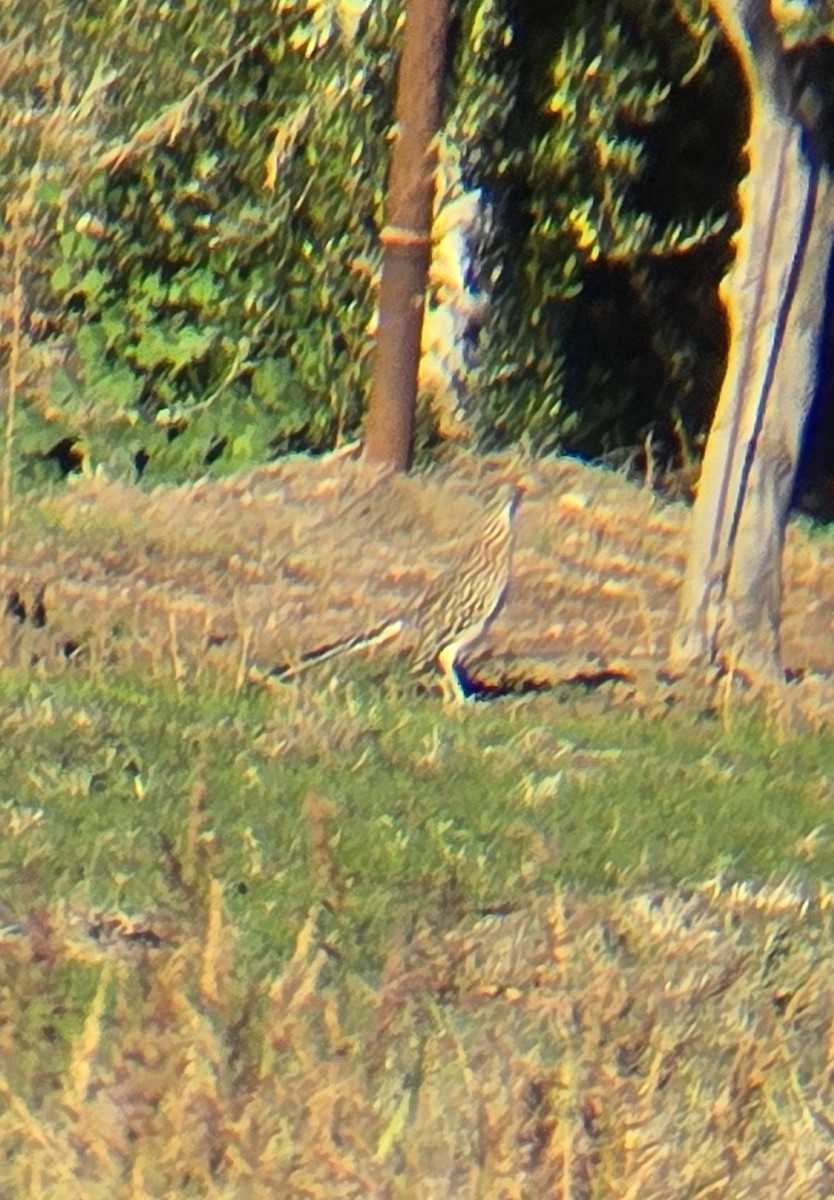 Grand Géocoucou - ML644576191