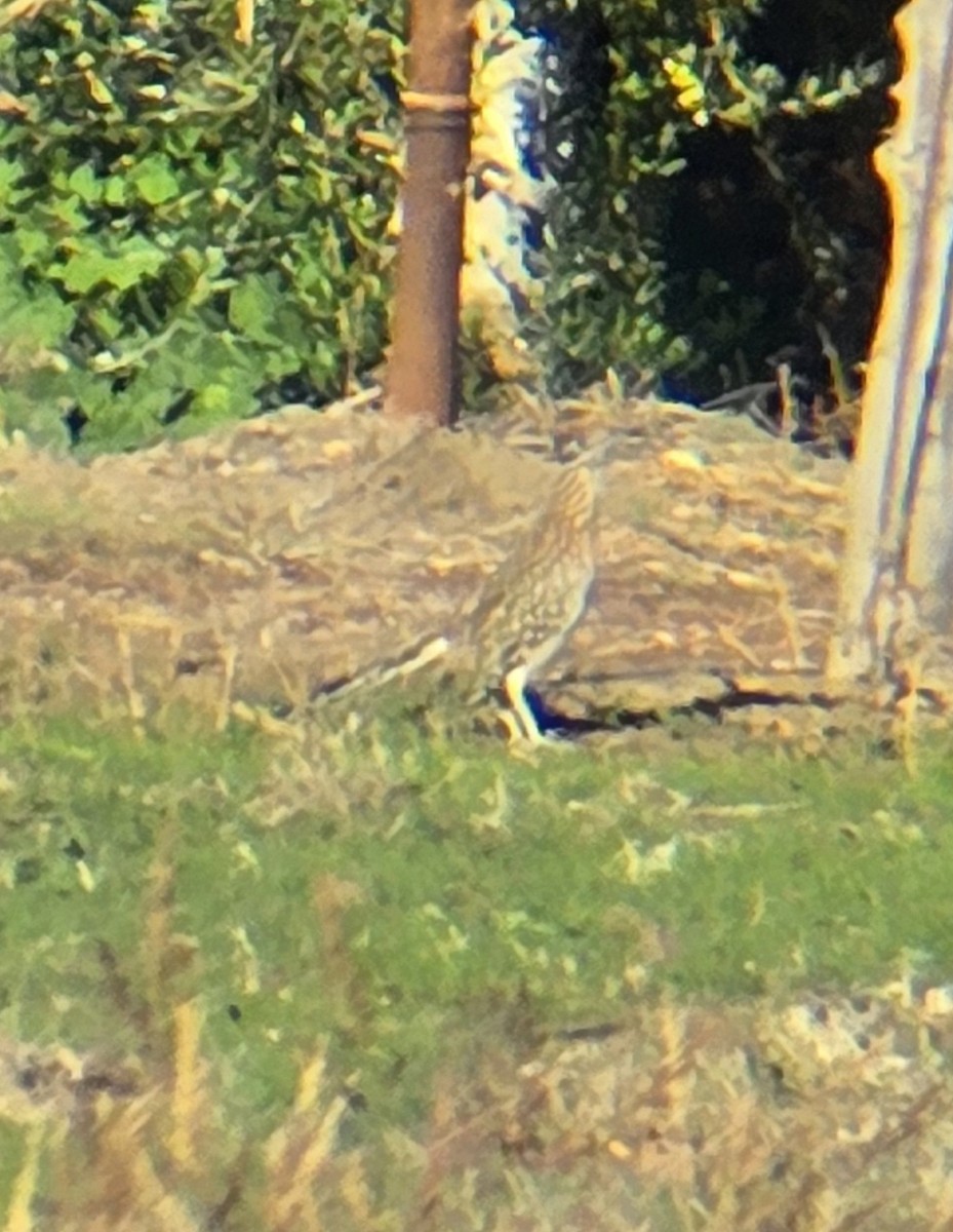 Grand Géocoucou - ML644576192