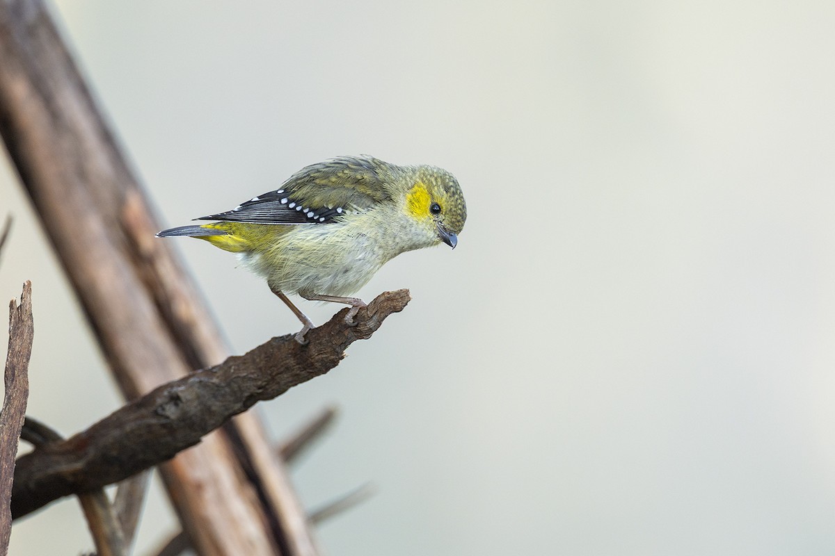Forty-spotted Pardalote - ML644576193