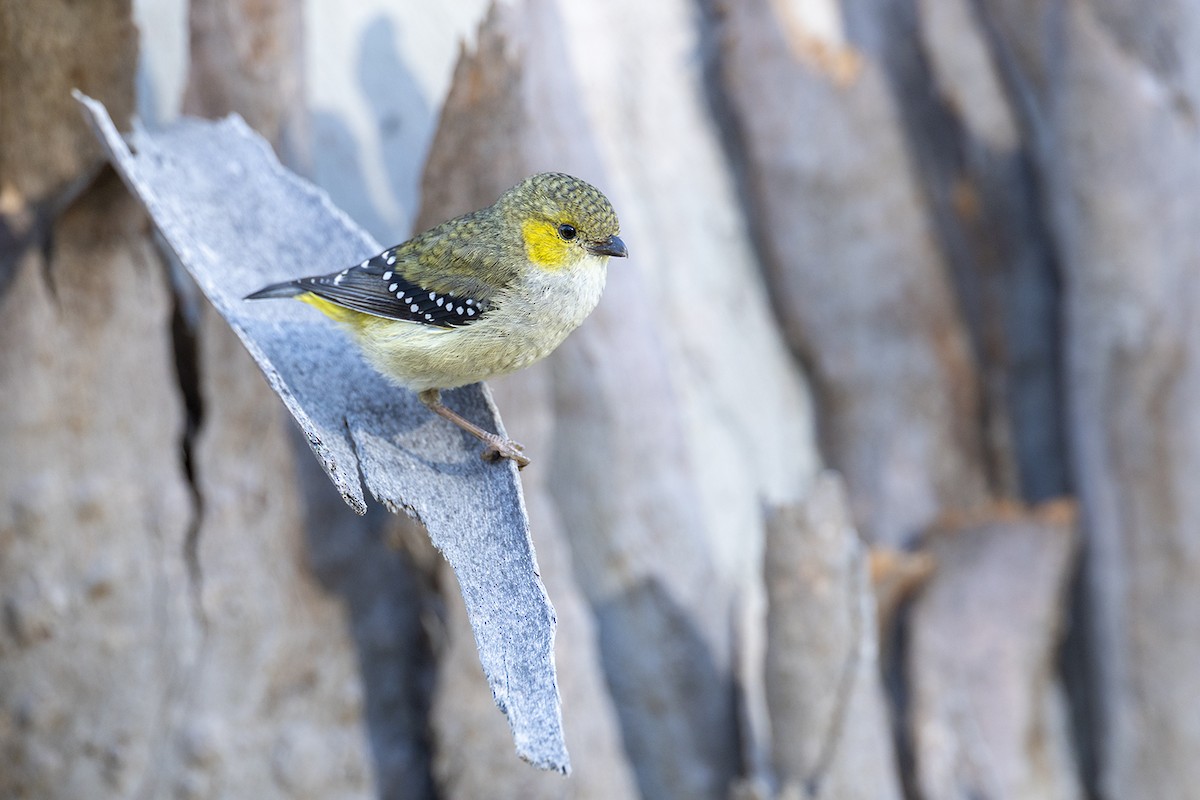 Forty-spotted Pardalote - ML644576194