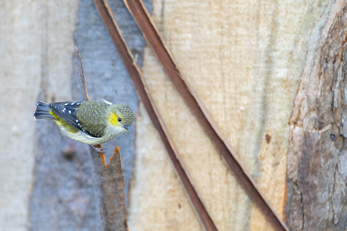 Forty-spotted Pardalote - ML644576195