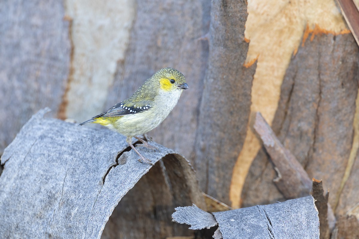 Forty-spotted Pardalote - ML644576196