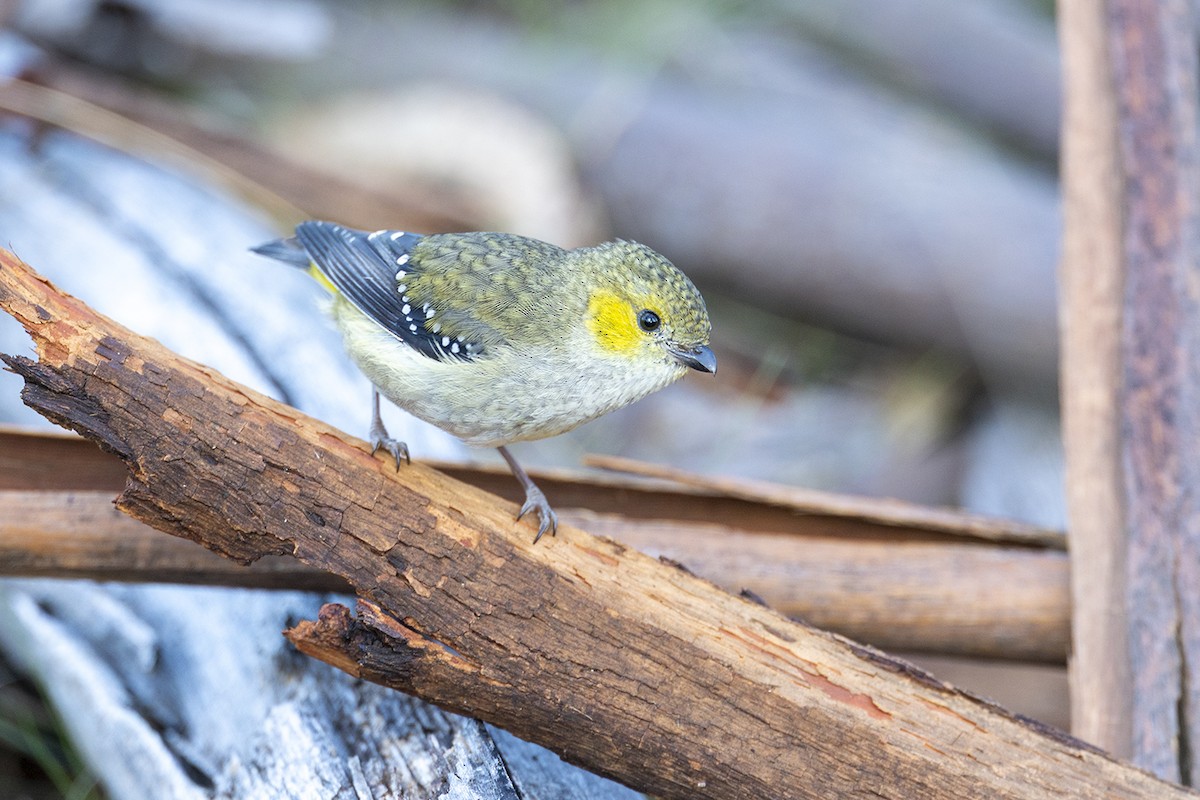 Forty-spotted Pardalote - ML644576197