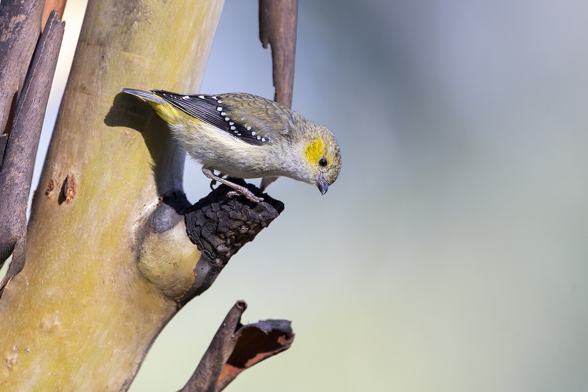 Forty-spotted Pardalote - ML644576198