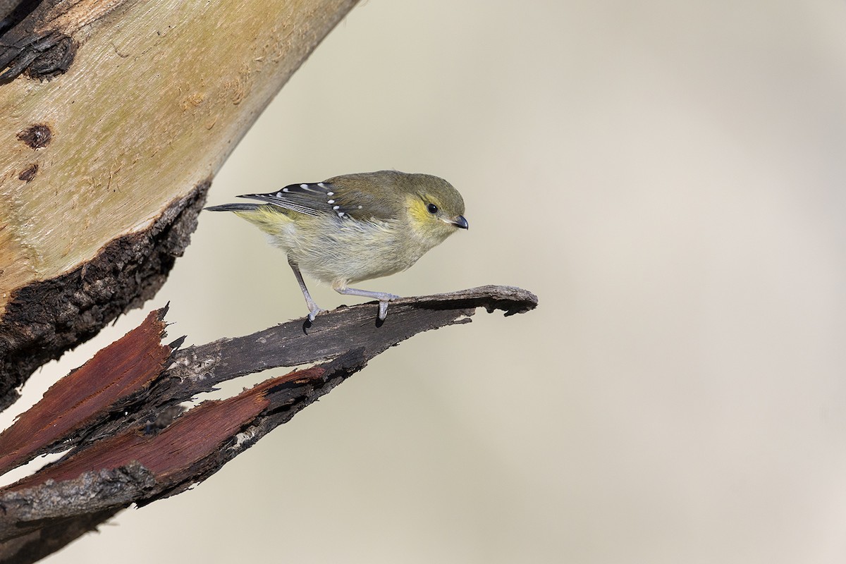 Forty-spotted Pardalote - ML644576199
