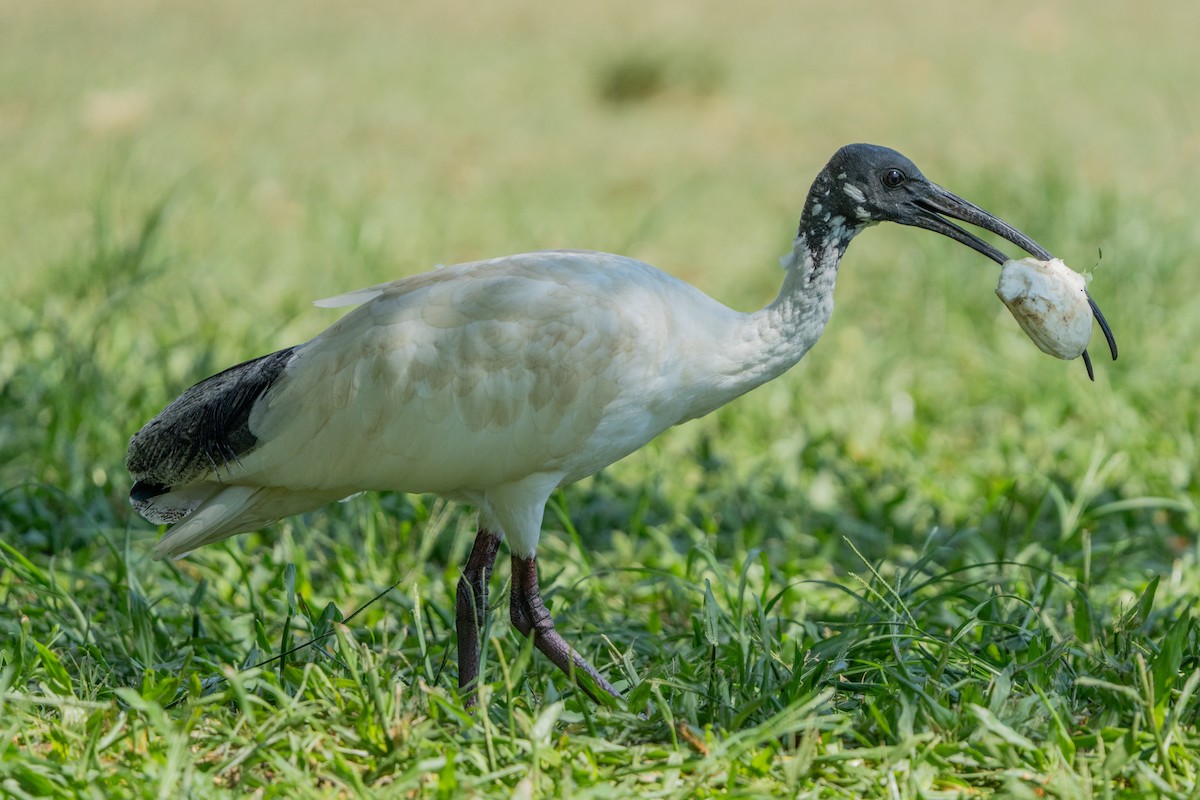Australian Ibis - ML644576206