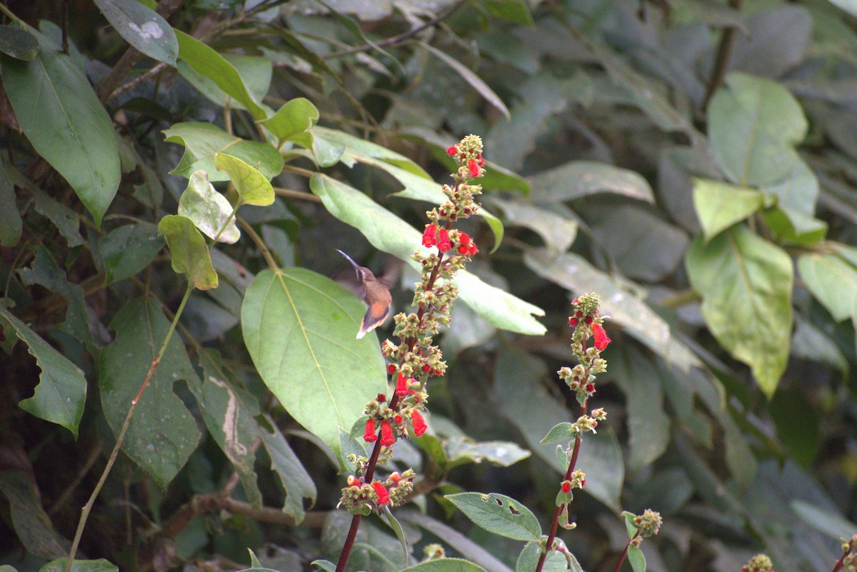 Stripe-throated Hermit - ML644576207