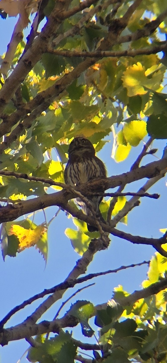 Northern Pygmy-Owl - ML644576218