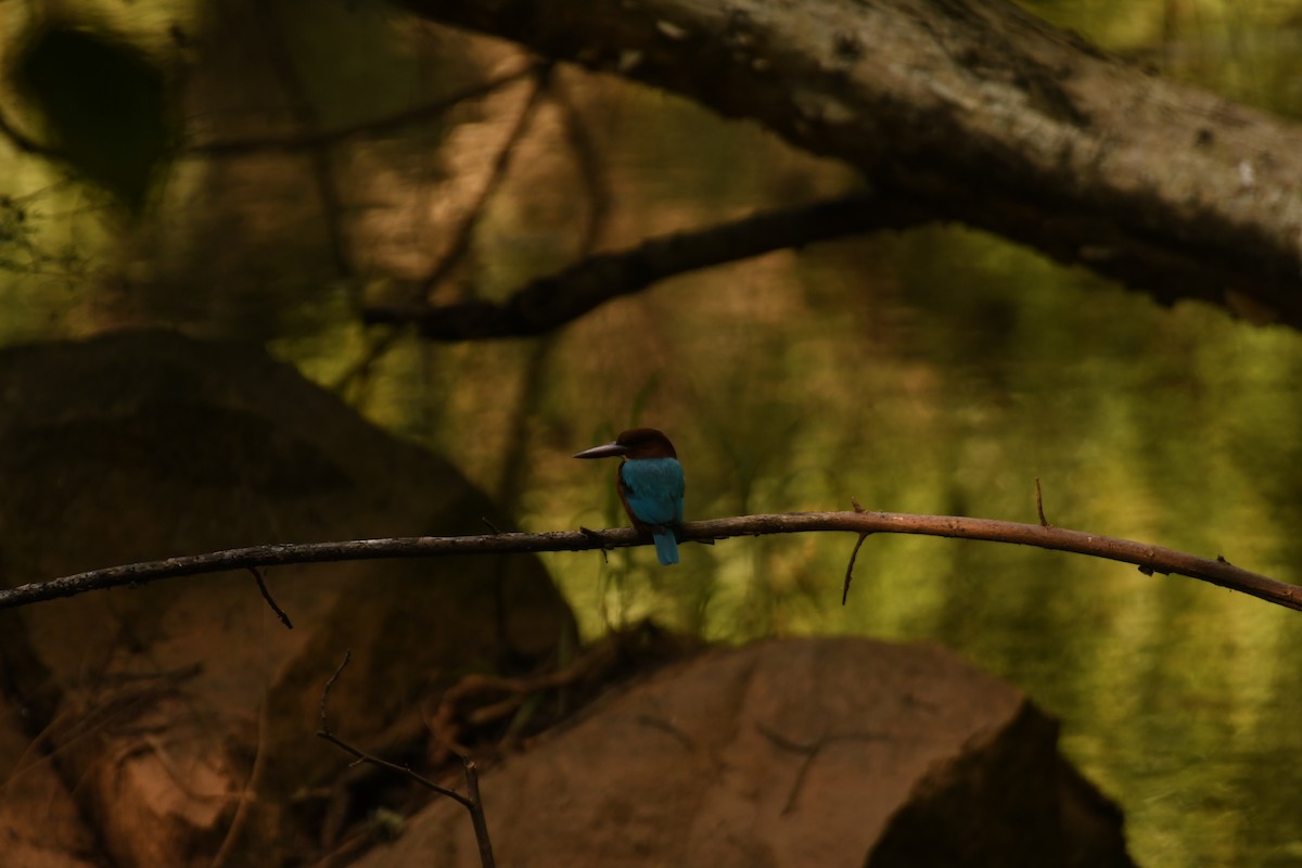 White-throated Kingfisher - ML644576220