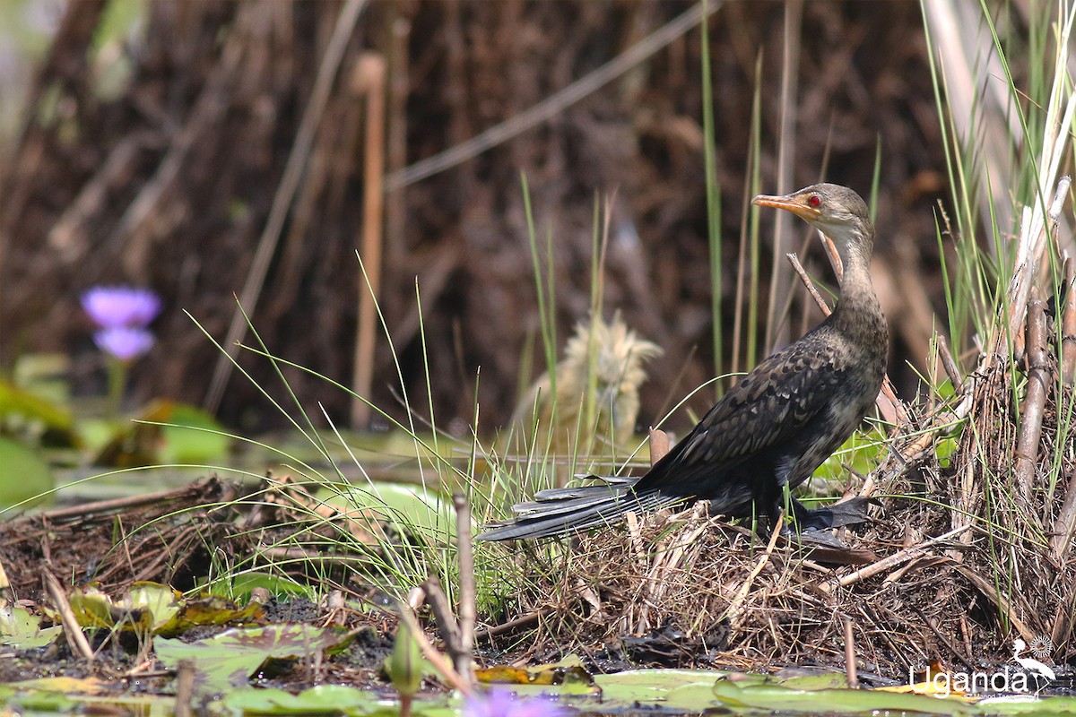 アフリカコビトウ - ML644576221