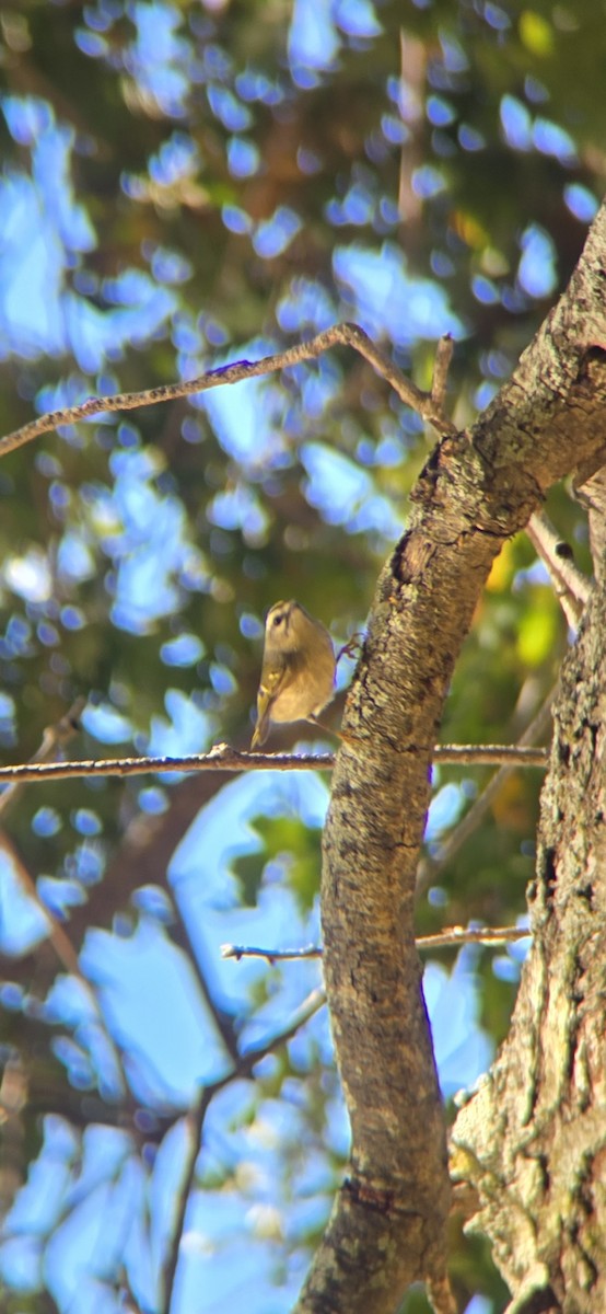 Erregetxo amerikarra - ML644576222