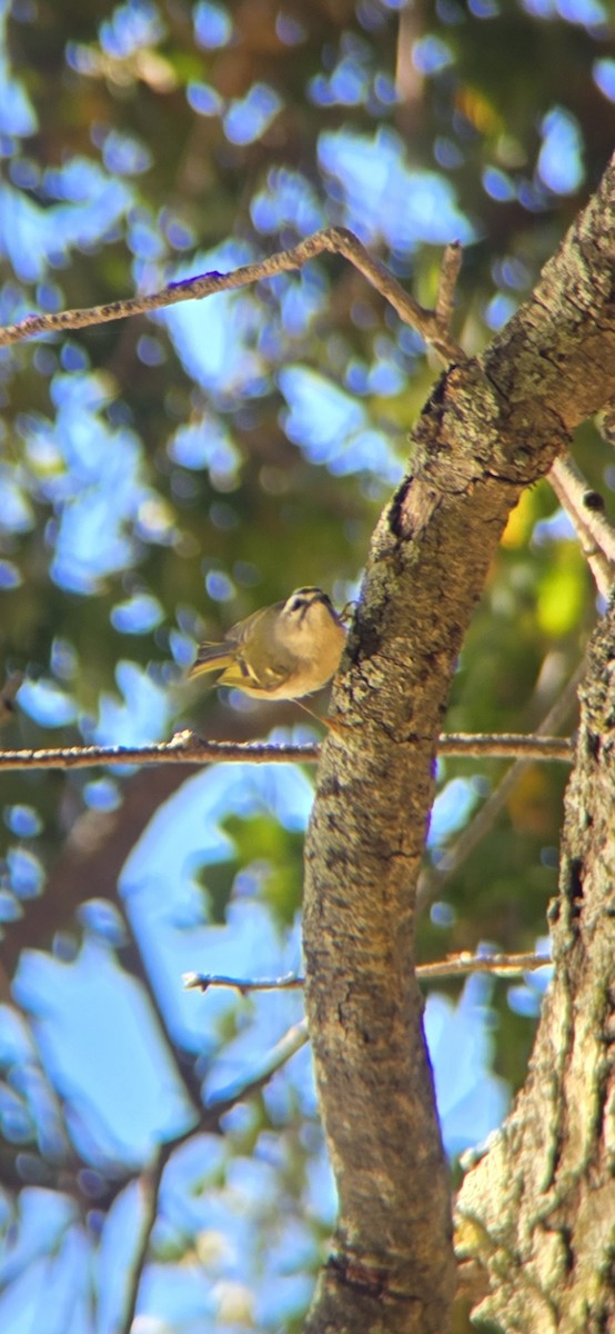 Erregetxo amerikarra - ML644576224