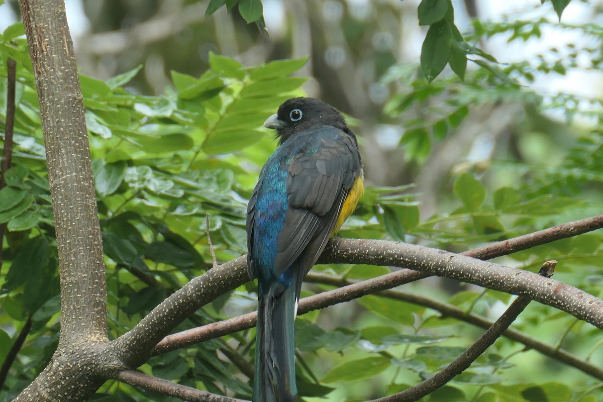 svarthodetrogon - ML644576225