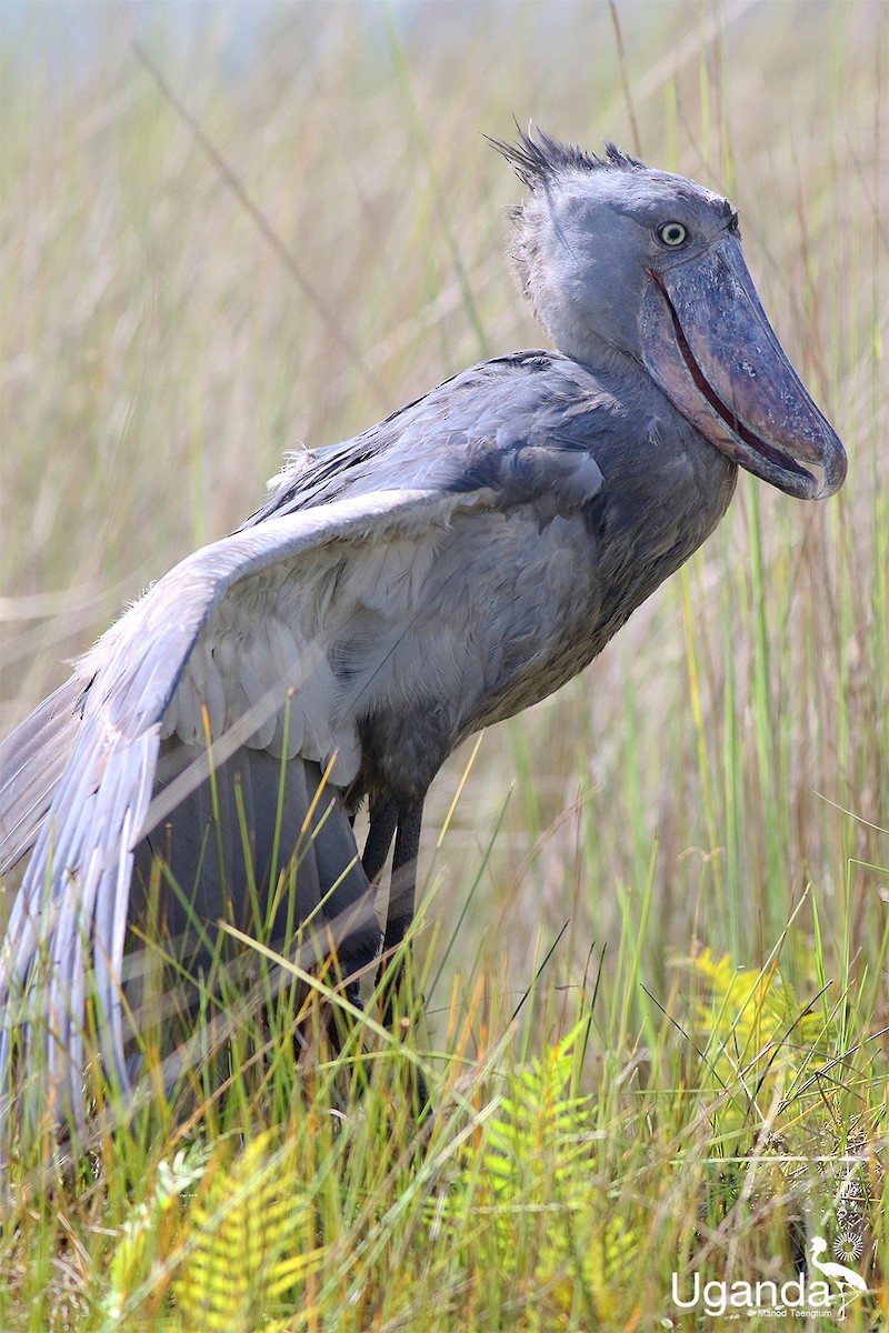 Shoebill - ML644576228