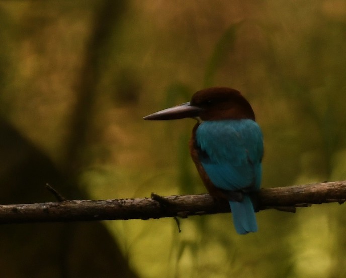 White-throated Kingfisher - ML644576229