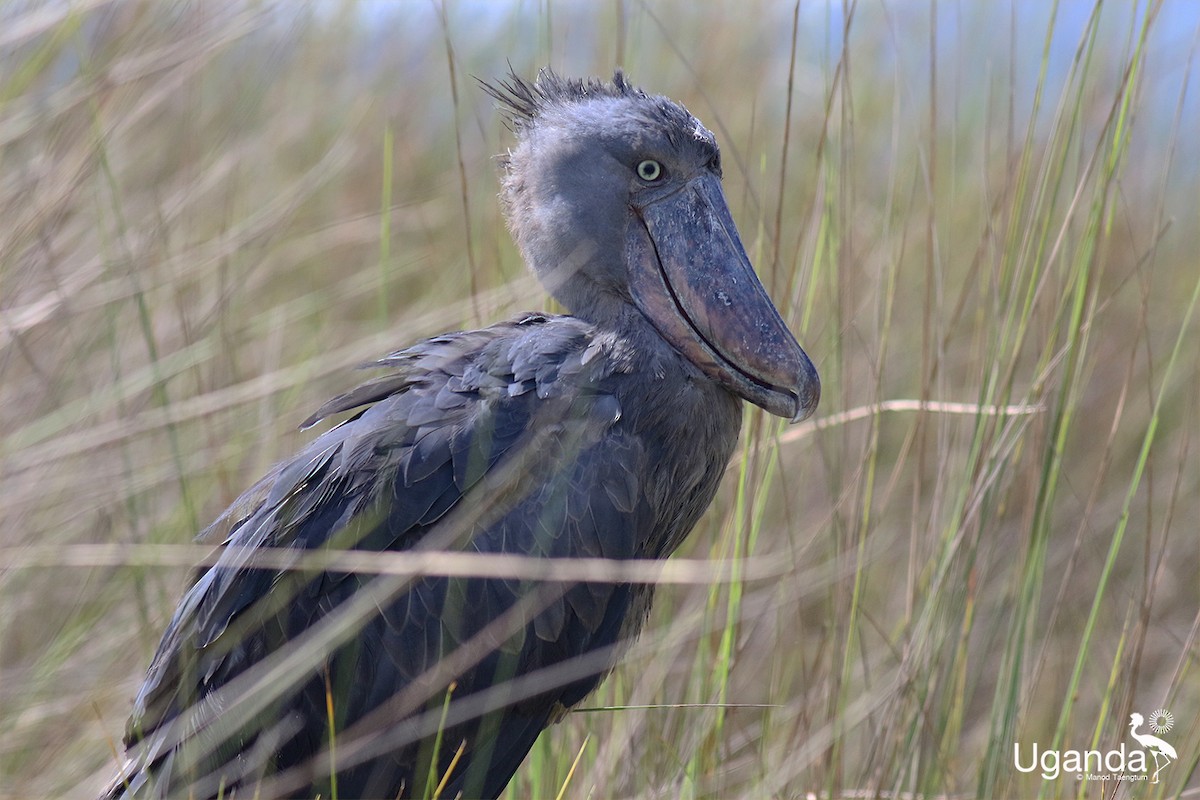 Shoebill - ML644576230