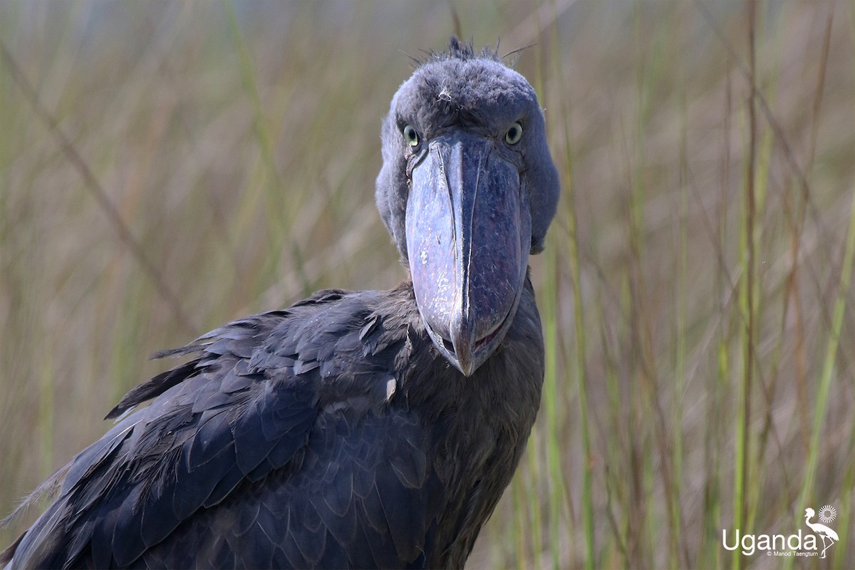 Shoebill - ML644576231