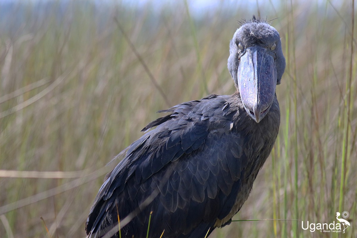 Shoebill - ML644576232