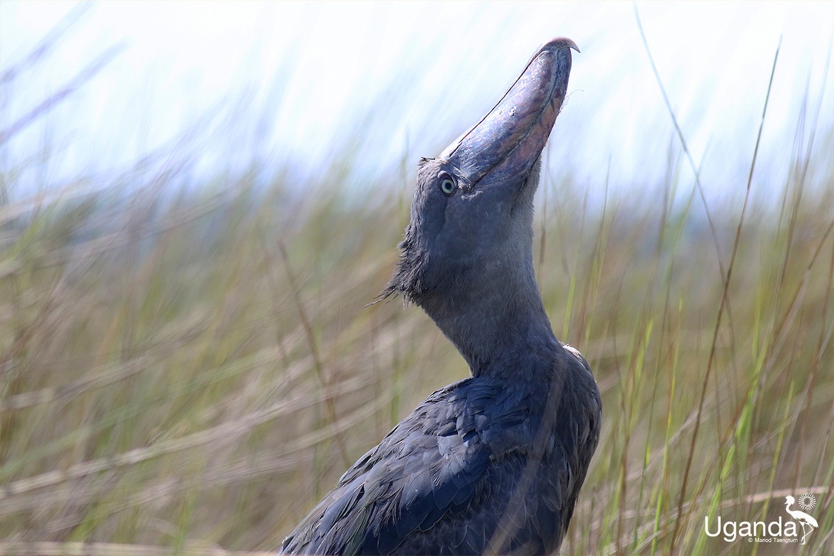 Shoebill - ML644576233