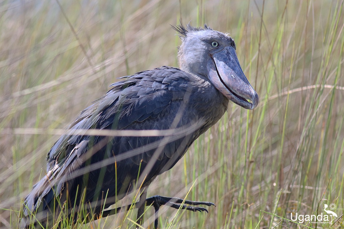 Shoebill - ML644576235