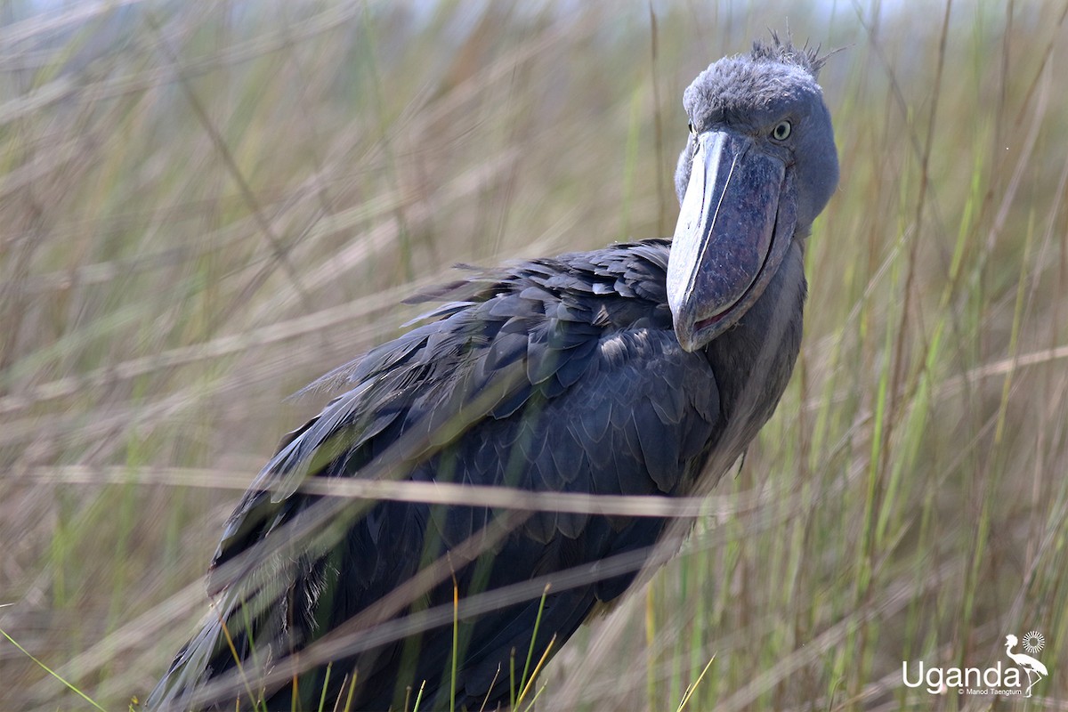 Shoebill - ML644576236