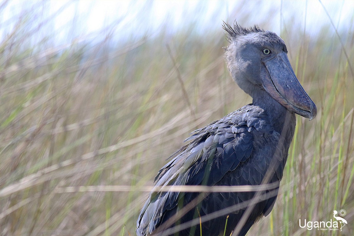 Shoebill - ML644576237