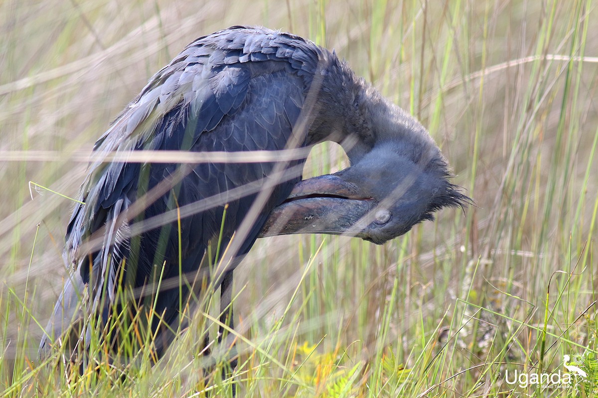 Shoebill - ML644576238