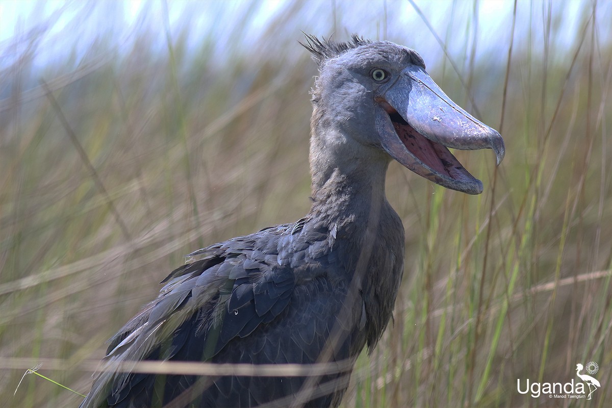 Shoebill - ML644576239