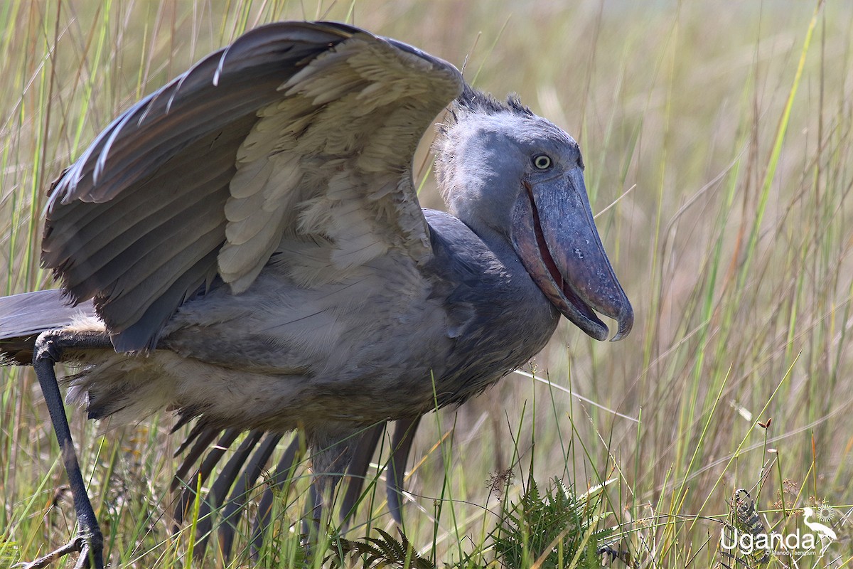 Shoebill - ML644576240