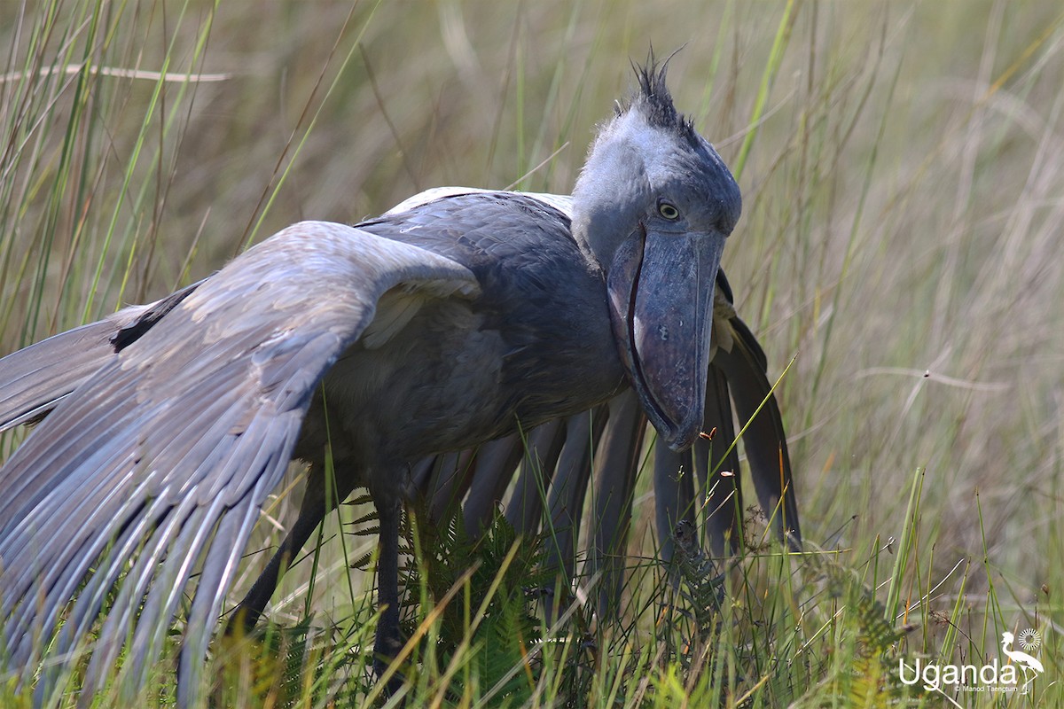 Shoebill - ML644576241