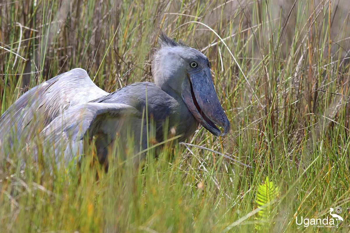 Shoebill - ML644576242