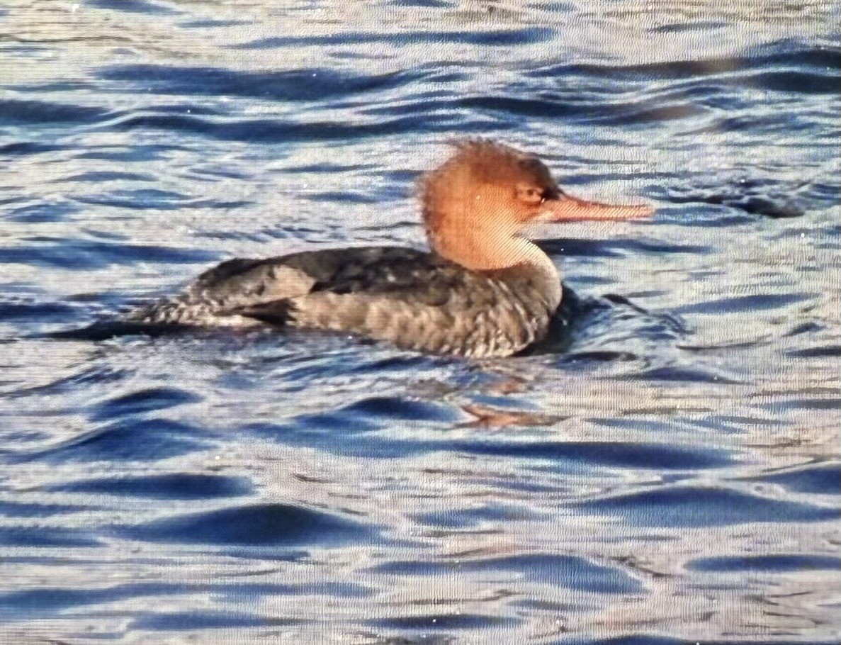 Harle huppé - ML644576249