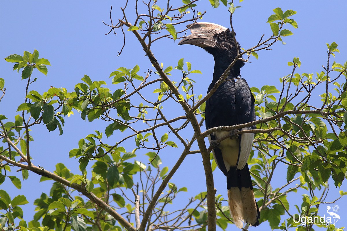 Kır Yanaklı Boynuzgaga - ML644576250