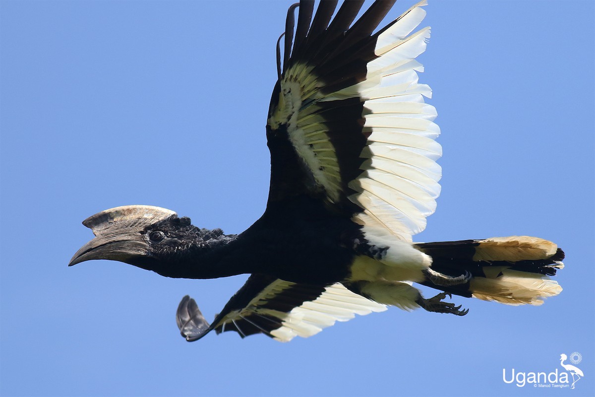 Kır Yanaklı Boynuzgaga - ML644576251