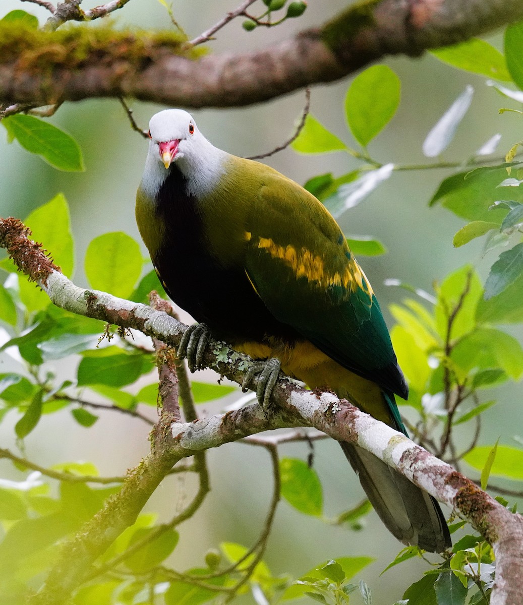 Wompoo Fruit-Dove - ML644576252
