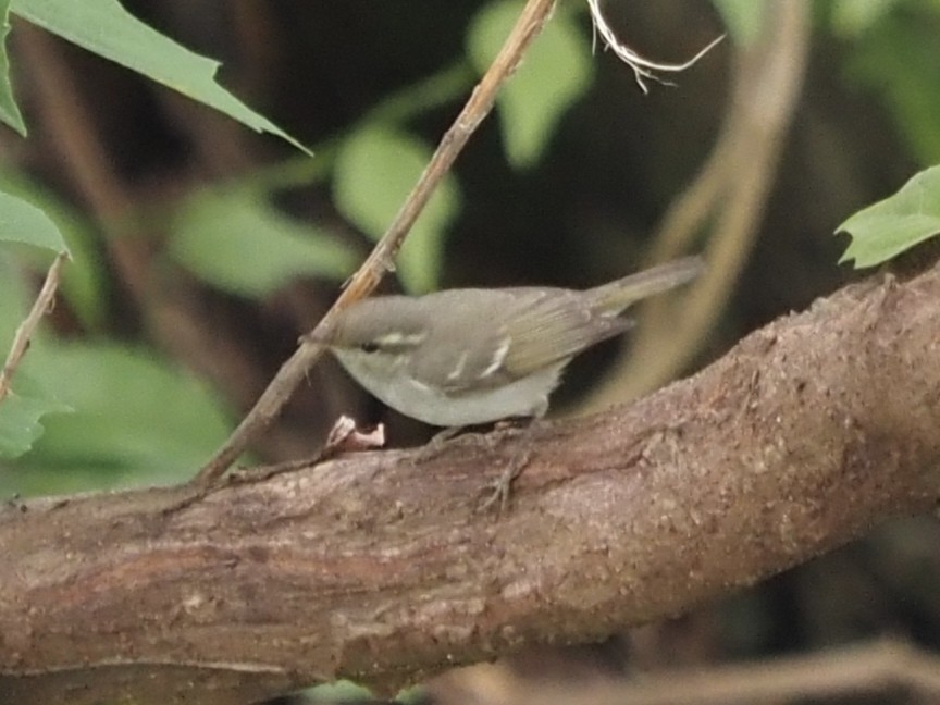 Вівчарик світлоногий - ML644576254