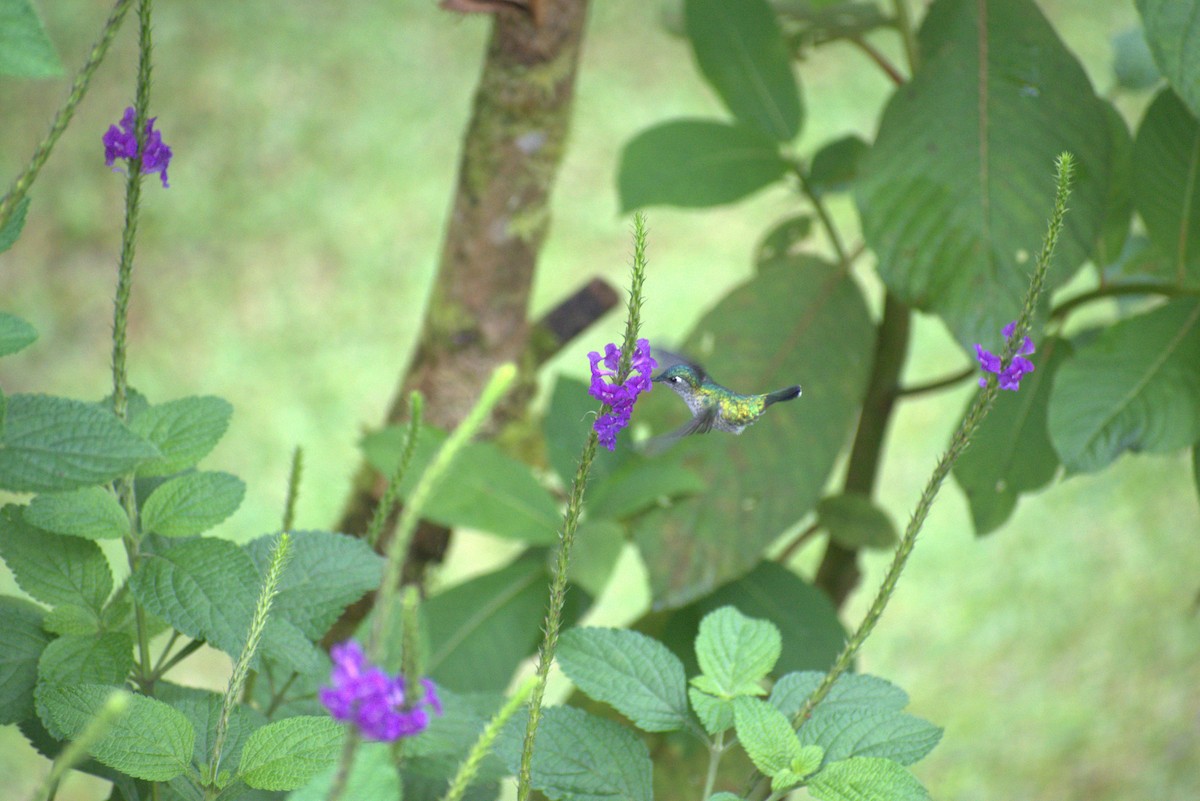 fioletthodekolibri - ML644576256