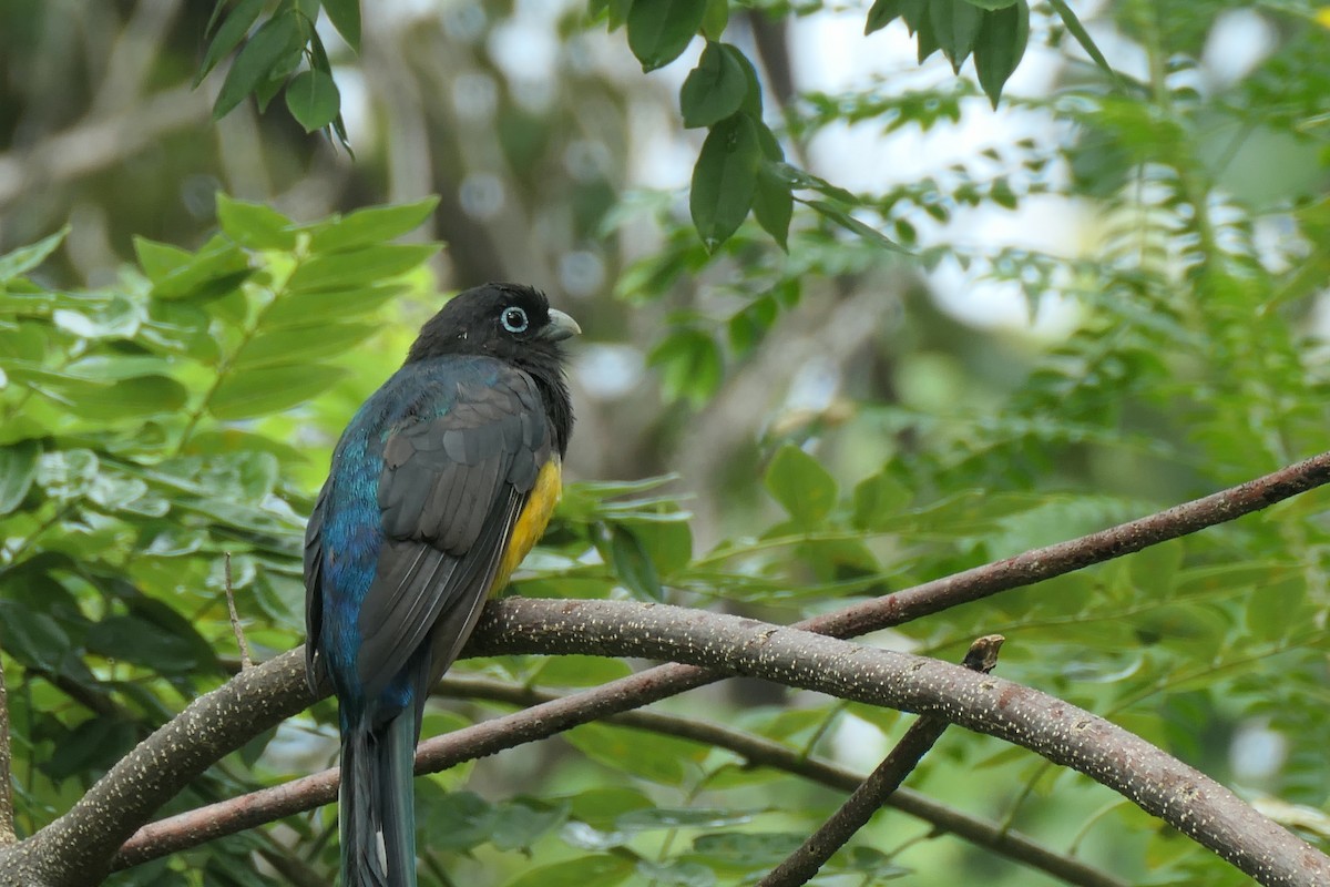 svarthodetrogon - ML644576261