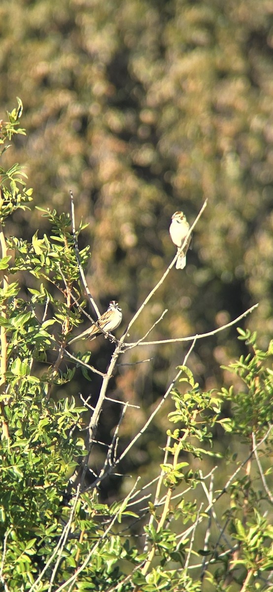 Lark Sparrow - ML644576265