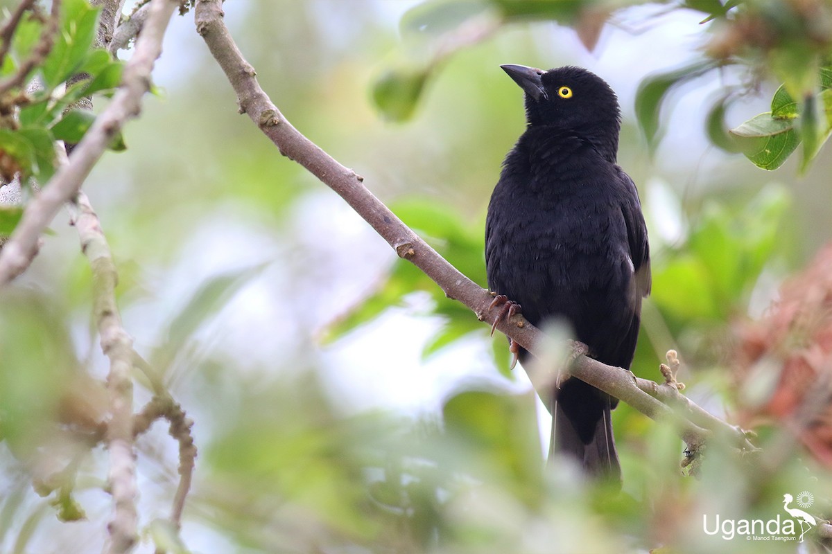 Vieillot's Black Weaver - ML644576270
