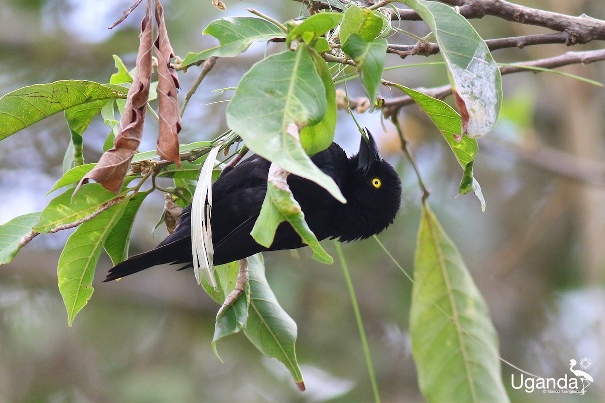 Vieillot's Black Weaver - ML644576272