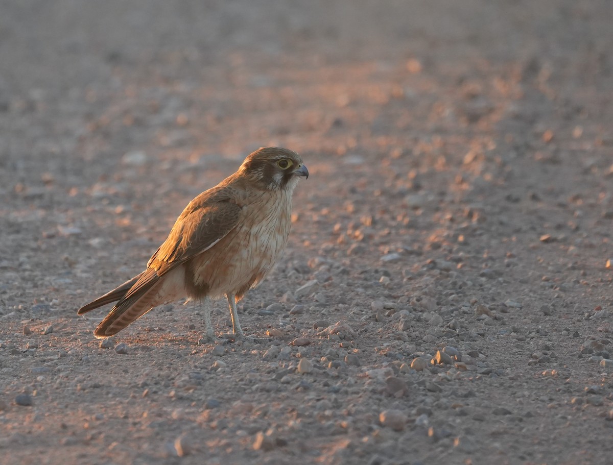 Brown Falcon - ML644576274