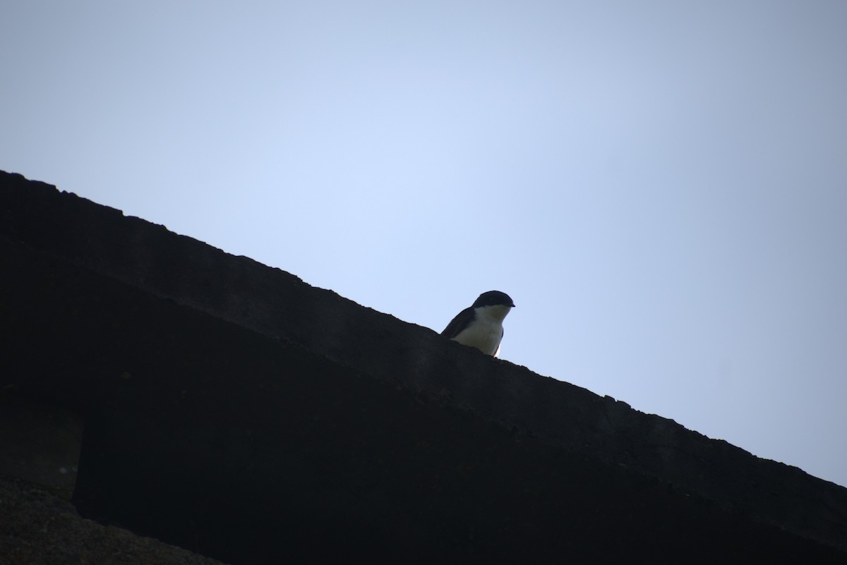 Blue-and-white Swallow - ML644576288